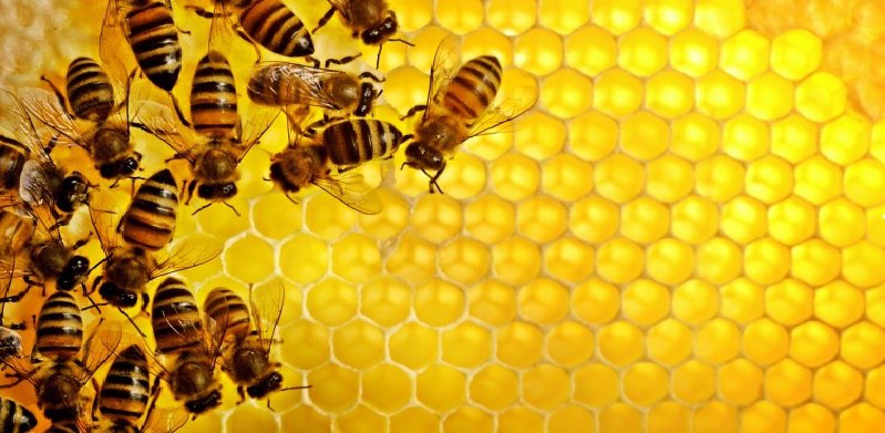 В мёде будут исключены антибиотики фото