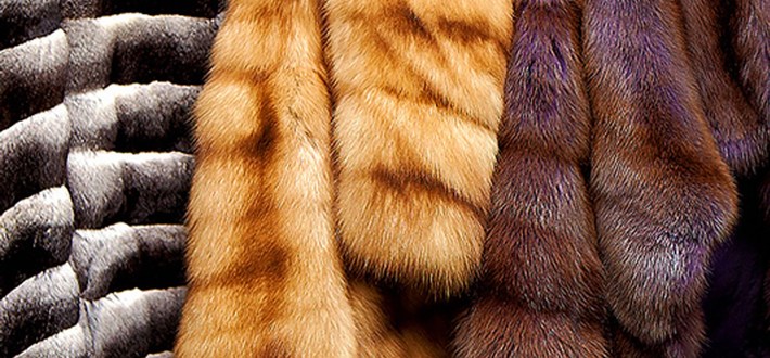 Шубы и пальто из меха – как сертифицировать фото