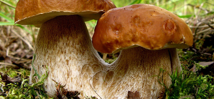 Сертификация грибов фото