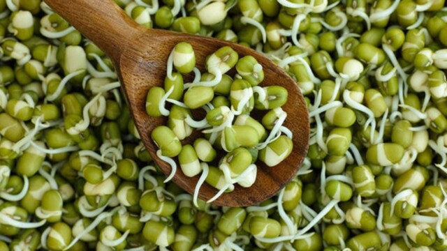 Пророщенный маш  фото