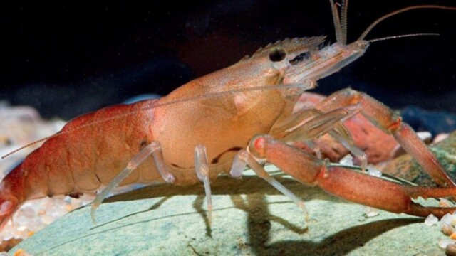 Сертификат на креветки фото