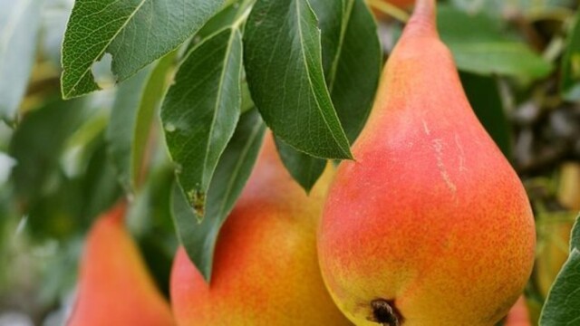 Сертификат на груши фото