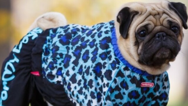 Сертификация одежды для собак фото