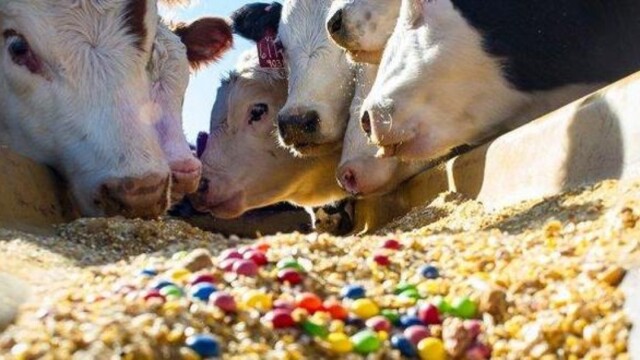 Госрегистрация добавок в животные корма упрощена с 1 июля фото