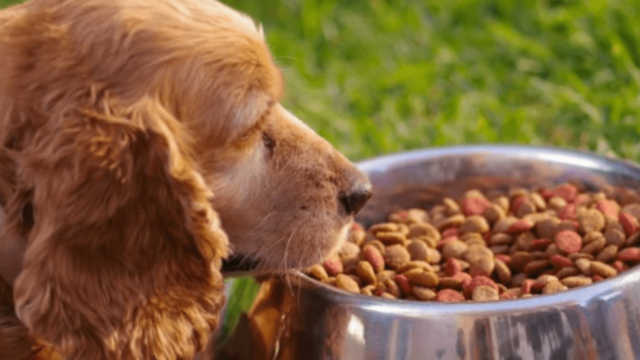 Сертификация кормов для животных фото